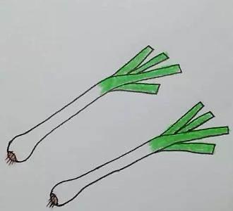 大葱简笔画 大葱简笔画图片带颜色
