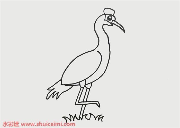 丹顶鹤怎么画 丹顶鹤简笔画图片彩色