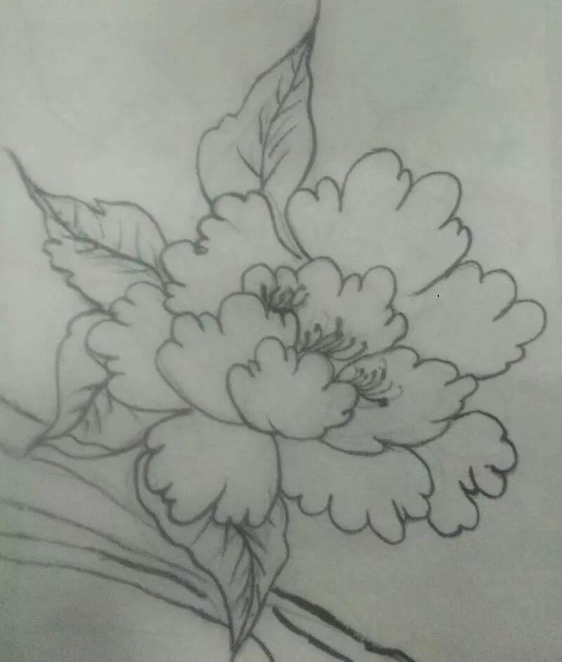 牡丹花简笔画 牡丹花简笔画简单又好看