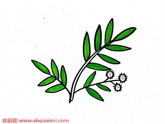 含羞草怎么画 含羞草简笔画漂亮卡通