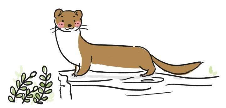 黄鼠狼简笔画图片大全 黄鼠狼简笔画图片大全图片