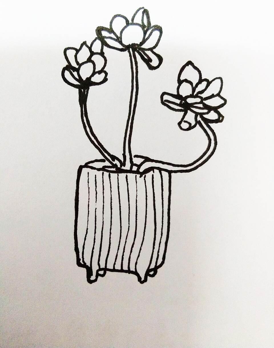 多肉简笔画 多肉简笔画图片大全