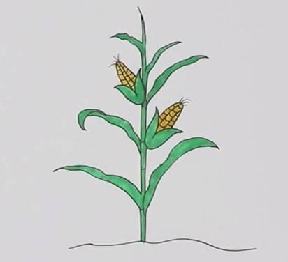 玉米图片简笔画 大玉米图片简笔画儿童画