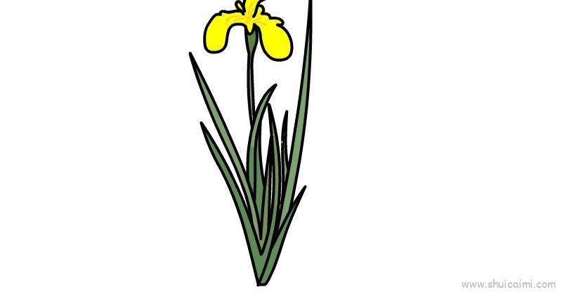 端午节菖蒲儿童画怎么画 端午节菖蒲简笔画步骤