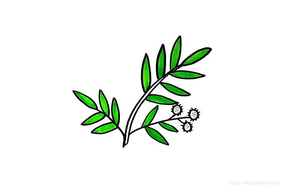 含羞草怎么画 含羞草简笔画图片大全带颜色