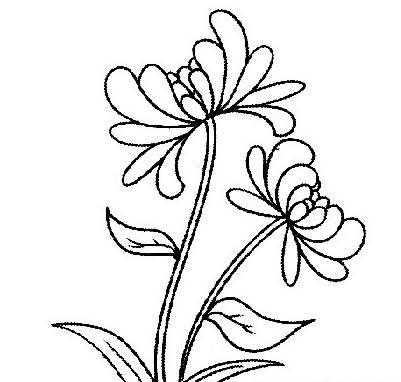 画菊花简笔画图片大全 画菊花简笔画图片大全一年级