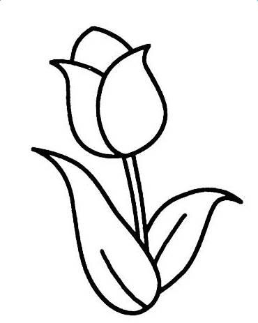 郁金香简笔画 郁金香简笔画图片