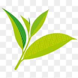 茶叶简笔画 茶叶简笔画彩色