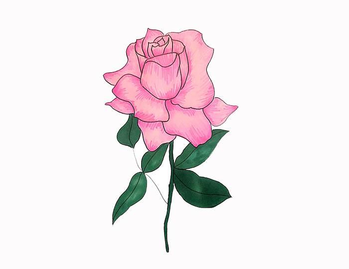 玫瑰花的简笔画 玫瑰花的简笔画一朵