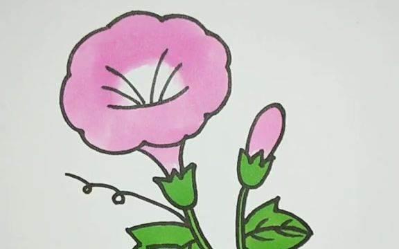 牵牛花简笔画 牵牛花简笔画图片