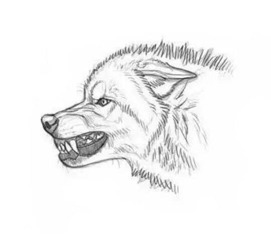 狼简笔画 狼简笔画凶残霸气