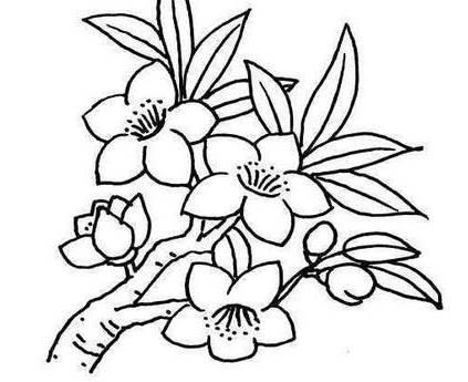 桃花简笔画 桃花简笔画彩色