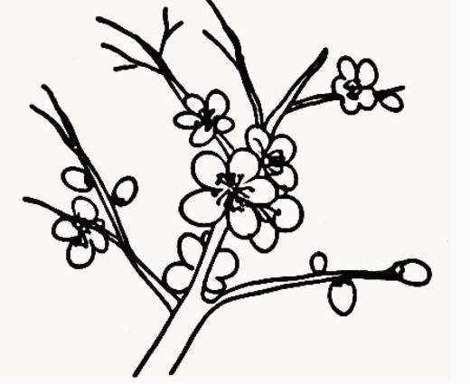 梅花树简笔画 梅花树简笔画手绘