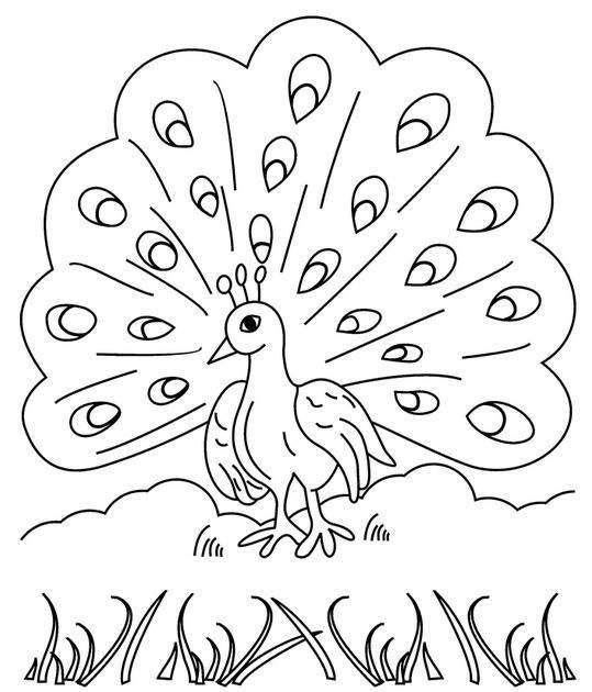 孔雀的简笔画 孔雀的简笔画图片