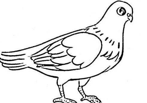 简笔画鸽子 简笔画鸽子涂色