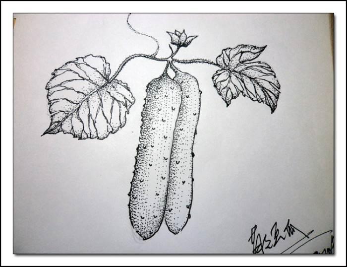 黄瓜简笔画 黄瓜简笔画图片