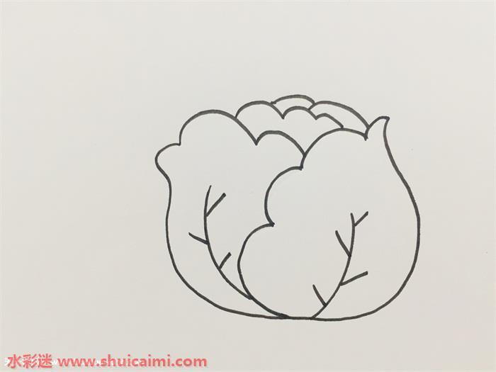 卷心菜怎么画 卷心菜简笔画步骤图