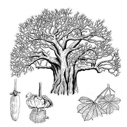 树简笔画 树简笔画图片大全