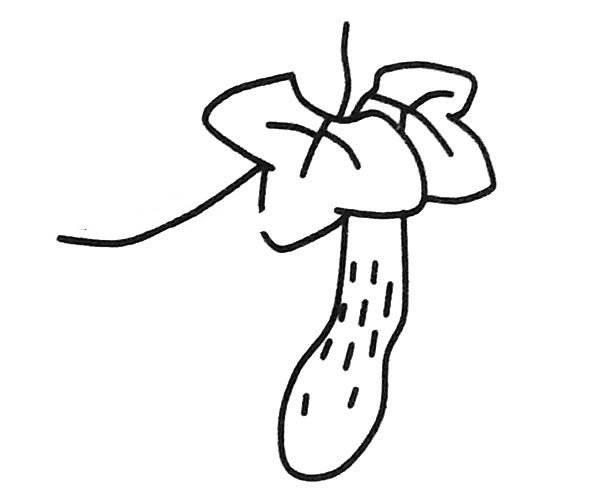黄瓜简笔画 黄瓜简笔画图片