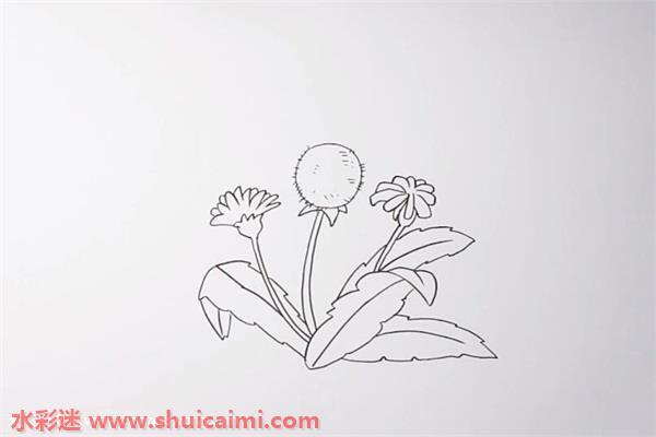 蒲公英怎么画 蒲公英简笔画步骤图