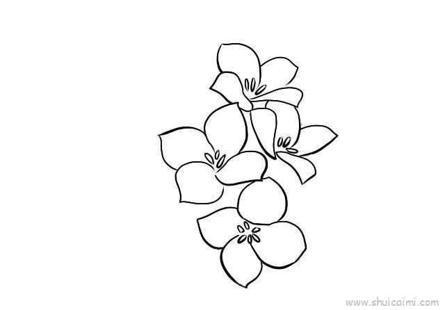 长寿花儿童画怎么画 长寿花简笔画图片
