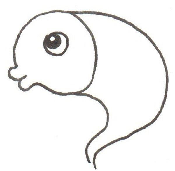 小鲤鱼的简笔画怎么画 小鲤鱼的简笔画好看