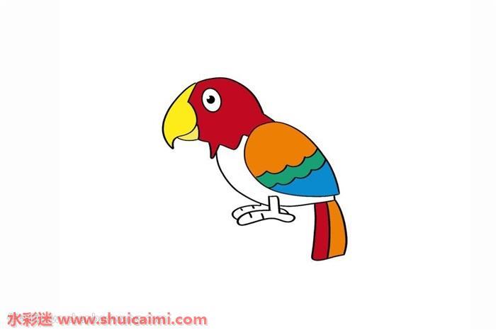 鹦鹉怎么画 鹦鹉简笔画简单好看彩色