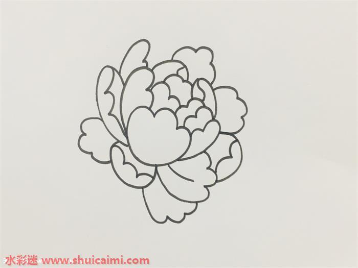 牡丹花怎么画 牡丹花简笔画图片带颜色