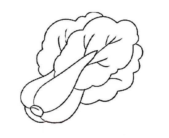 大白菜 简笔画 大白菜简笔画图片带颜色