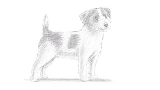 简笔画狗的画法 简笔画狗的画法小鸡