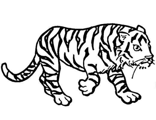 虎简笔画图片大全 虎简笔画图片大全可爱