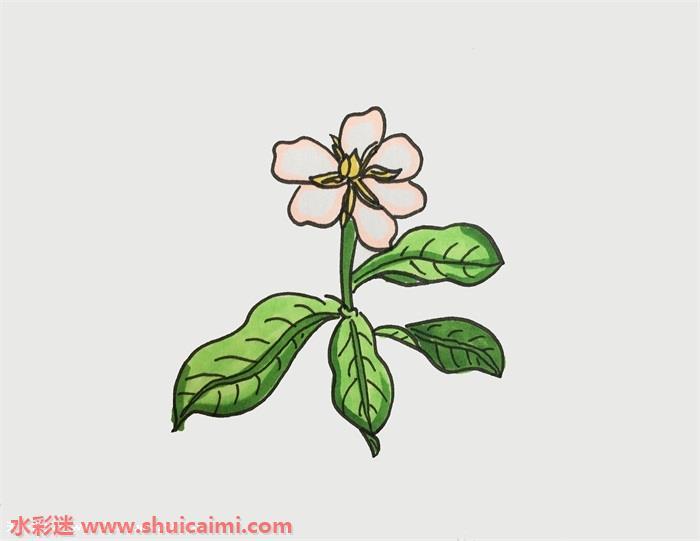栀子花怎么画 栀子花简笔画简单彩色