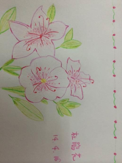 映山红简笔画 映山红简笔画儿童