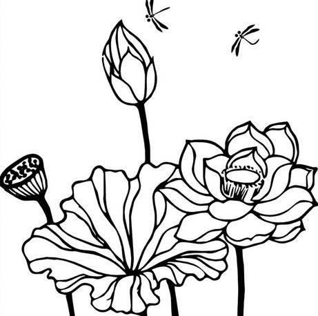 荷花荷叶简笔画 荷花荷叶简笔画彩色