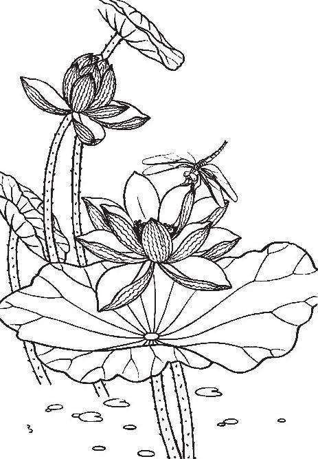 莲花简笔画 莲花简笔画简单又好看