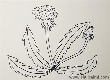 蒲公英彩色儿童简笔画