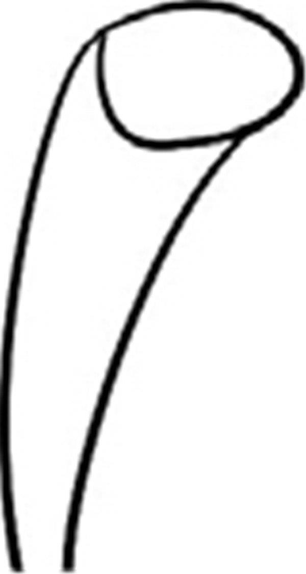 鲜嫩的梨简笔画怎么画 鲜嫩的梨简笔画图片