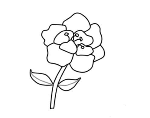 牡丹花简笔画 牡丹花简笔画简单又好看