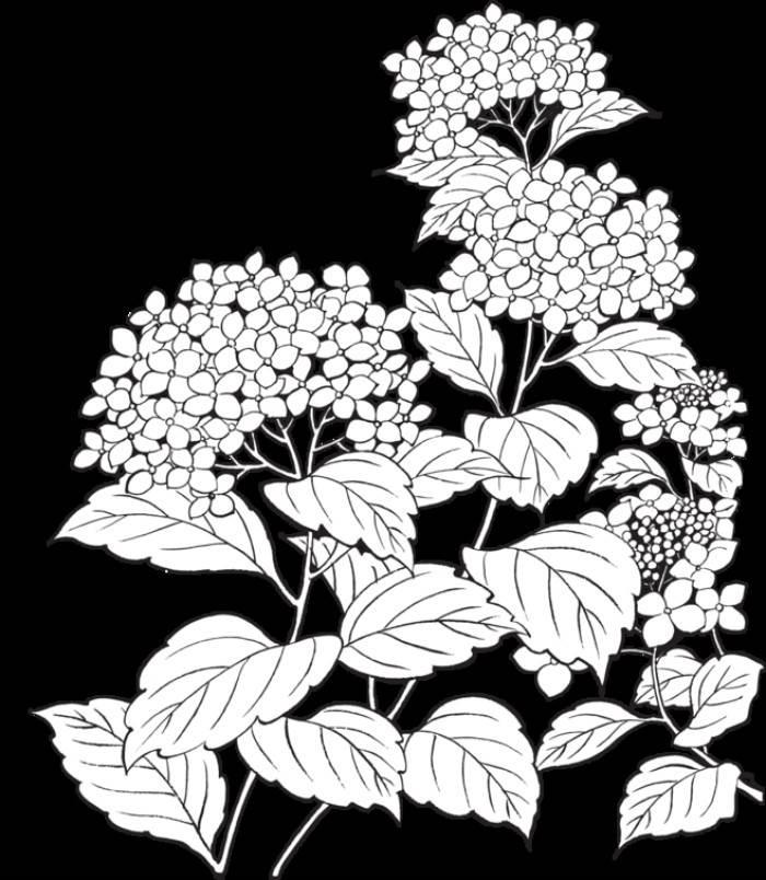 三月三绣球简笔画 三月三绣球简笔画大全彩色