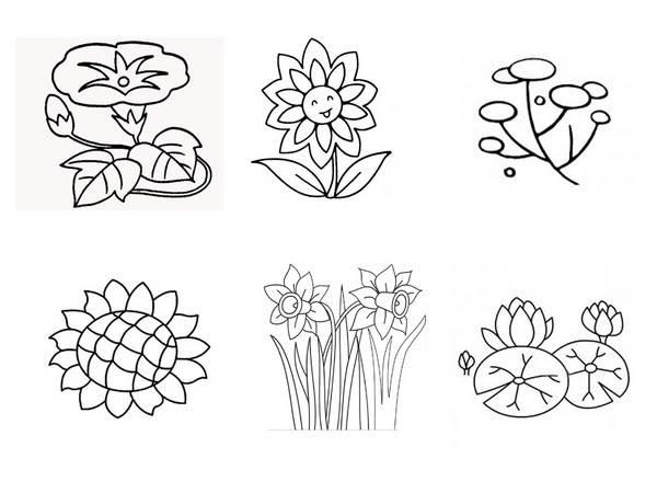 花卉简笔画 花卉简笔画图片大全