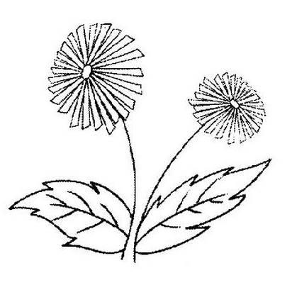 雏菊简笔画 雏菊简笔画大全
