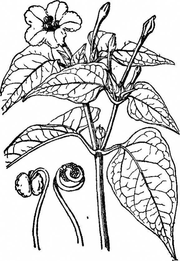 紫茉莉简笔画 紫茉莉简笔画彩色