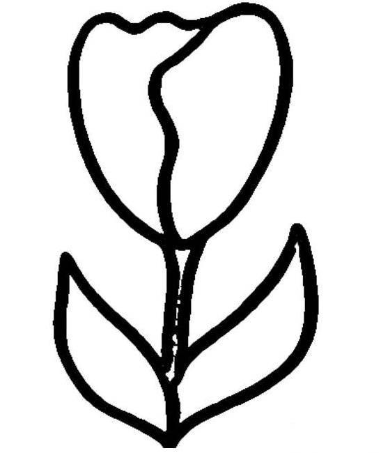 郁金香简笔画 郁金香简笔画图片