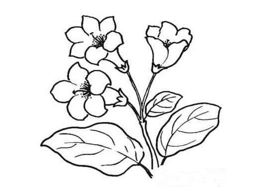 各种花简笔画图片大全 各种花简笔画图片大全大图