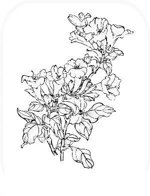 紫茉莉简笔画 紫茉莉简笔画彩色