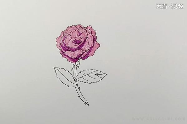 月季花简笔画怎么画 月季花简笔画简单又好看