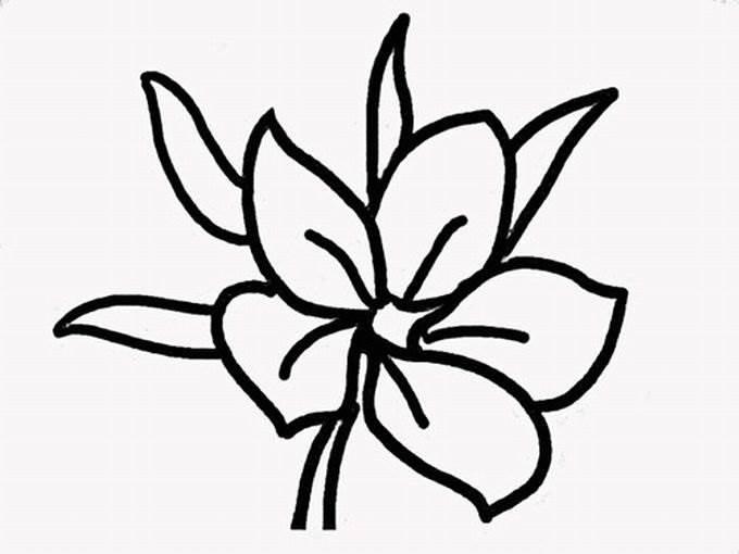 花瓣的简笔画图片大全 花瓣的简笔画图片大全大图