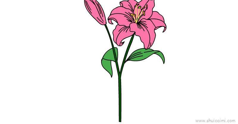 百合花儿童画怎么画 百合花简笔画步骤
