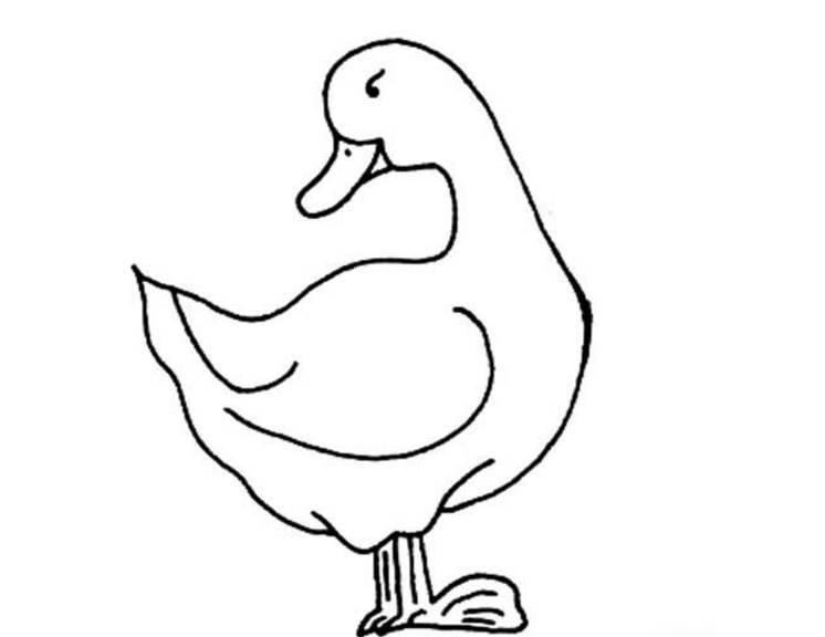 鸭子简笔画图片大全可爱 鸭子简笔画图片大全可爱带颜色
