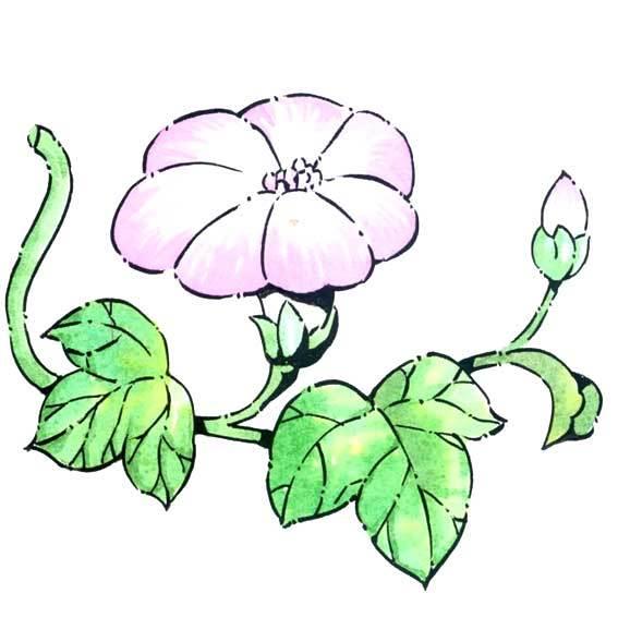 牵牛花的简笔画图片大全 牵牛花的简笔画图片大全彩色